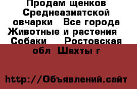 Продам щенков Среднеазиатской овчарки - Все города Животные и растения » Собаки   . Ростовская обл.,Шахты г.